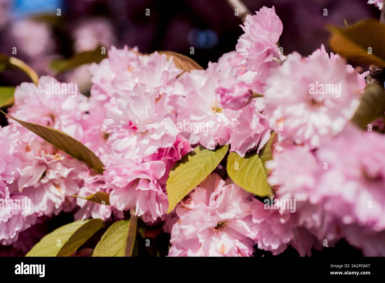 Fond de fleur. Cerisier en fleurs. Festival Sakura. Cerisiers en fleurs. Motif de fleurs de printemps Sakura. Cerisiers en fleurs. Fleurs de printemps Sakura Banque D'Images
