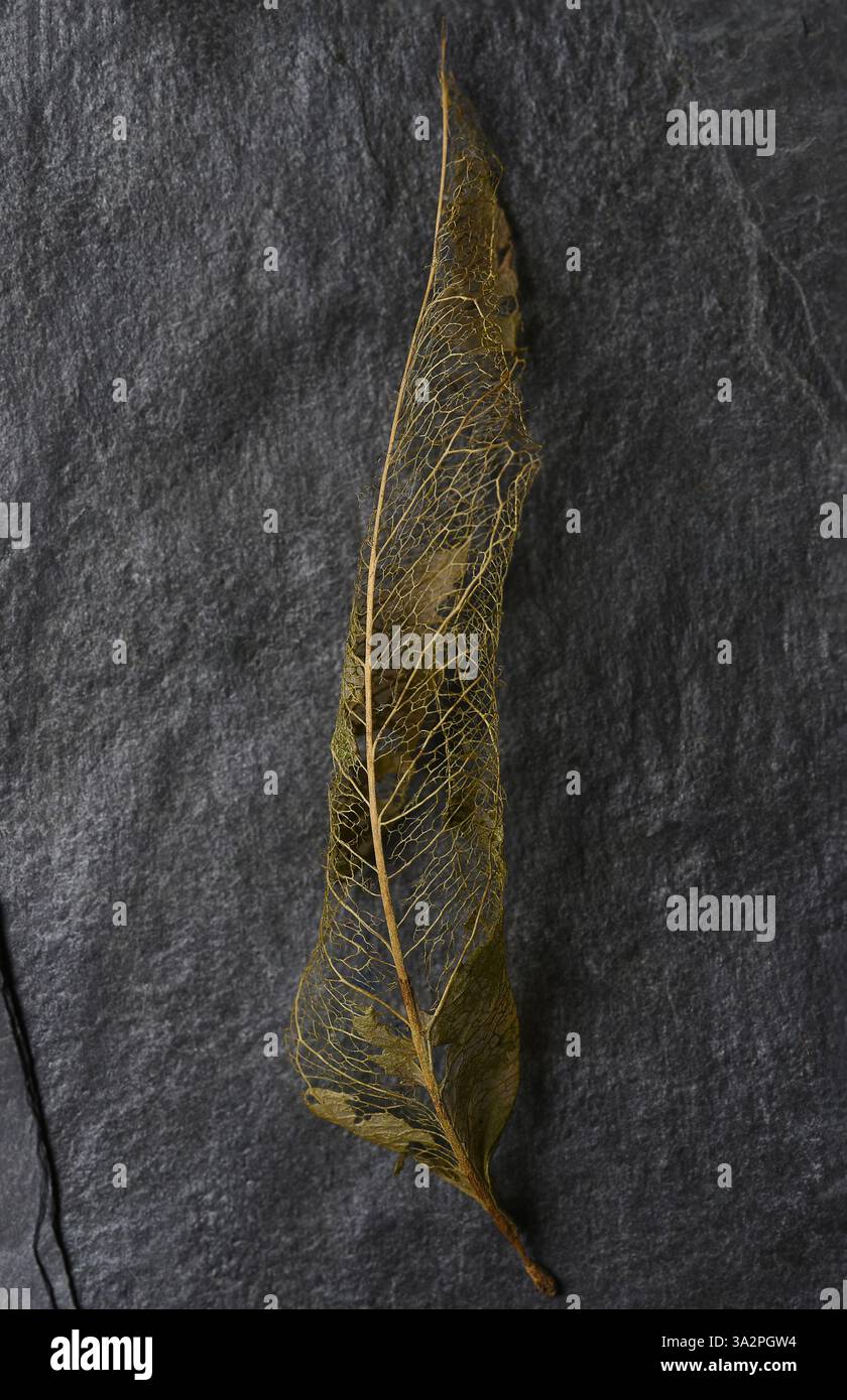 Une feuille en décomposition sur ardoise. Banque D'Images