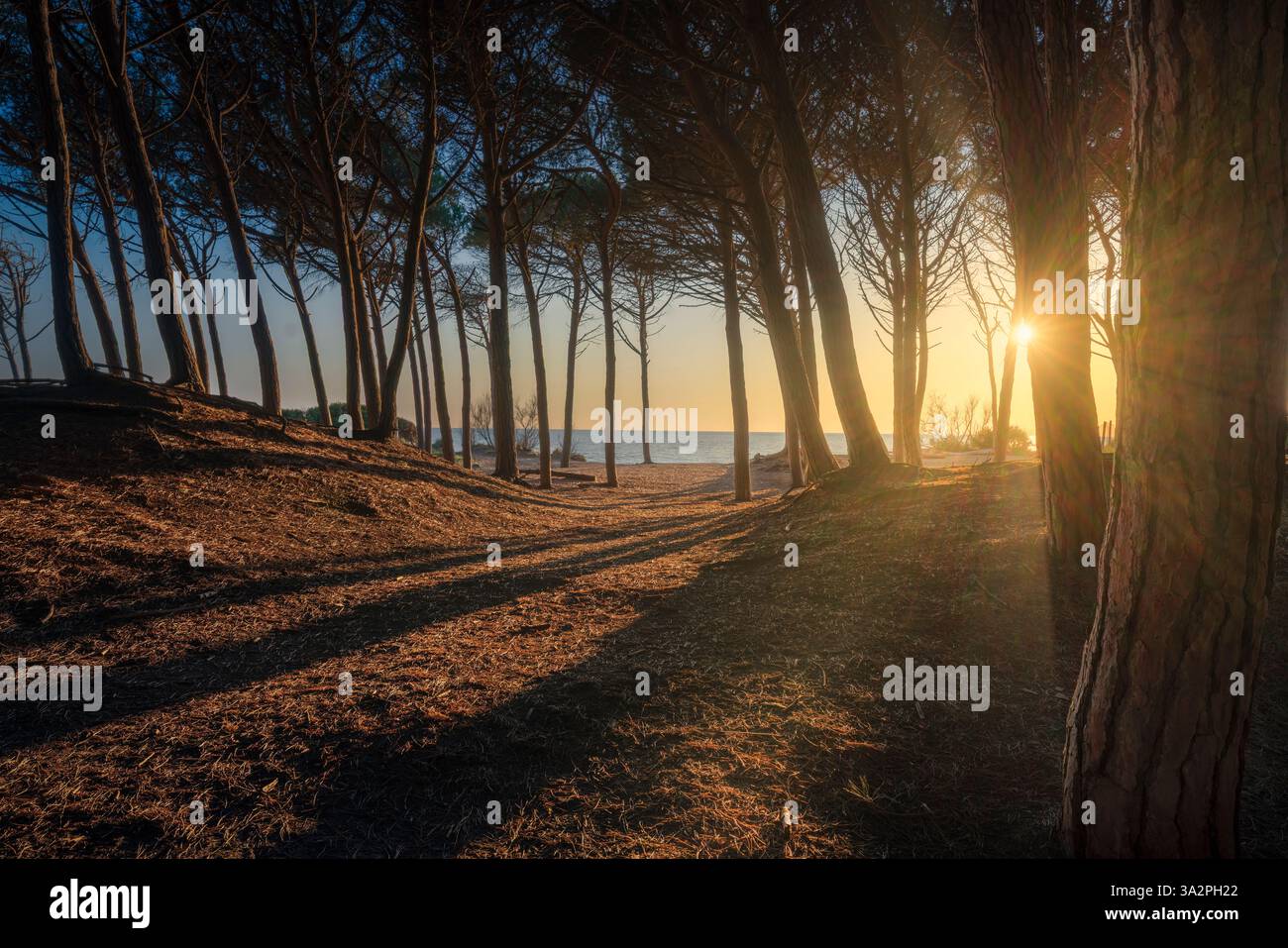 Pins, plage et mer au coucher du soleil dans le Tombolo de Cecina. Marina di Cecina destination de voyage à Alta Maremma, région Toscane, Italie Banque D'Images