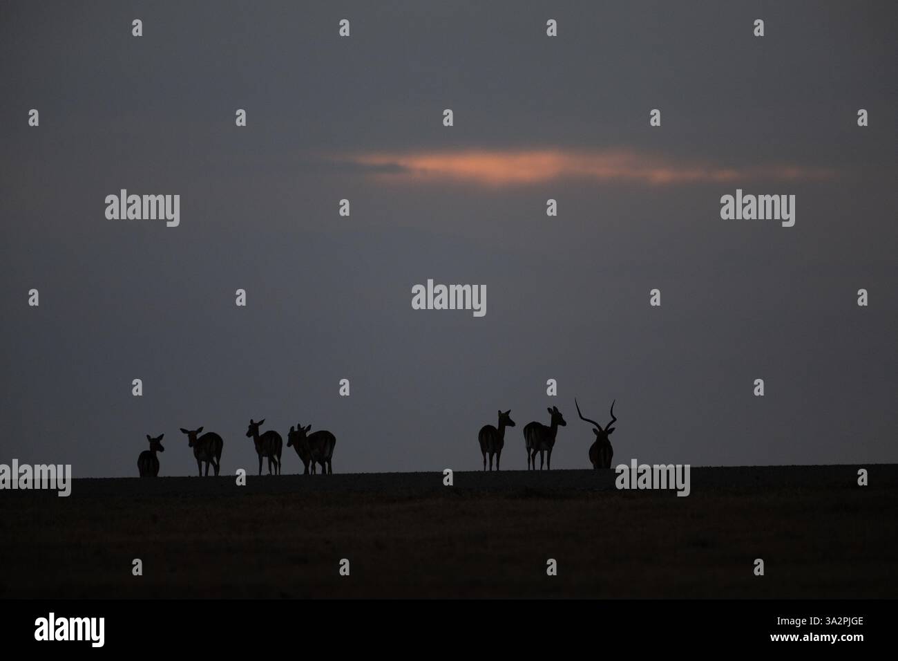 Crépuscule à ol Pejeta Conservancy, Kenya, avec un troupeau d'Impala (Aepyceros melampus) comprenant un mâle dominant et ses femelles Banque D'Images