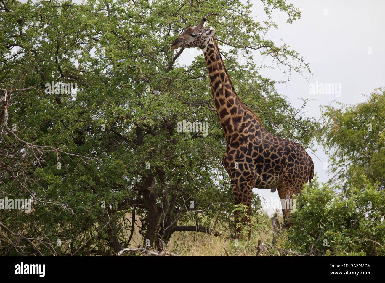 Girafe Masaï se nourrissant de la cime des arbres, parc national de Tarangire, Tanzanie. Faune africaine, manteau à motifs, comportement animal safari, photographie de la nature. Banque D'Images