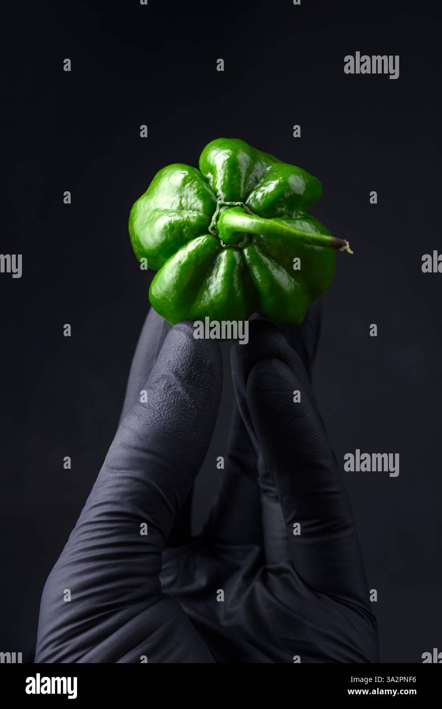 Poivre juteux habanero vert (capsicum chinense) à la main dans un gant protecteur sur fond noir. Les poivrons mexicains très chauds se rapprochent Banque D'Images