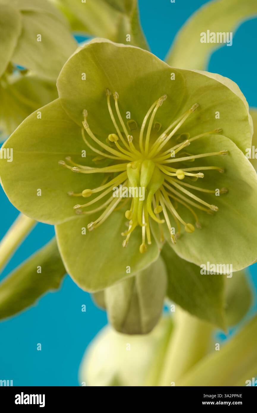 Helleborus argutifolius AGM Hellebore à feuilles de houx Hellebore Corse Hellebore March Banque D'Images
