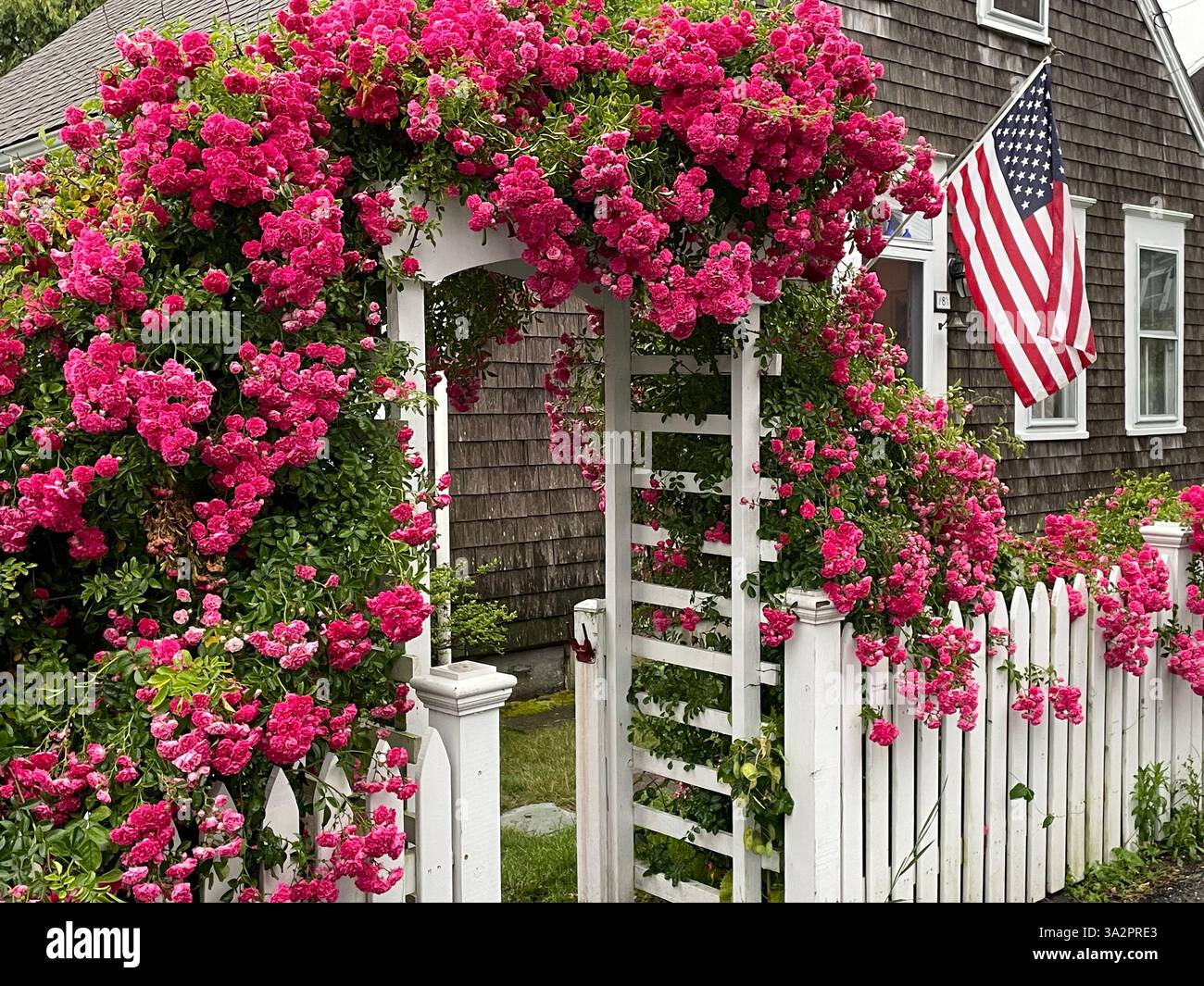 Le 4 juillet, un drapeau américain pend d'une maison d'été, entouré de roses rouges en fleurs à Provincetown Massachusetts, sur Cape Cod Banque D'Images