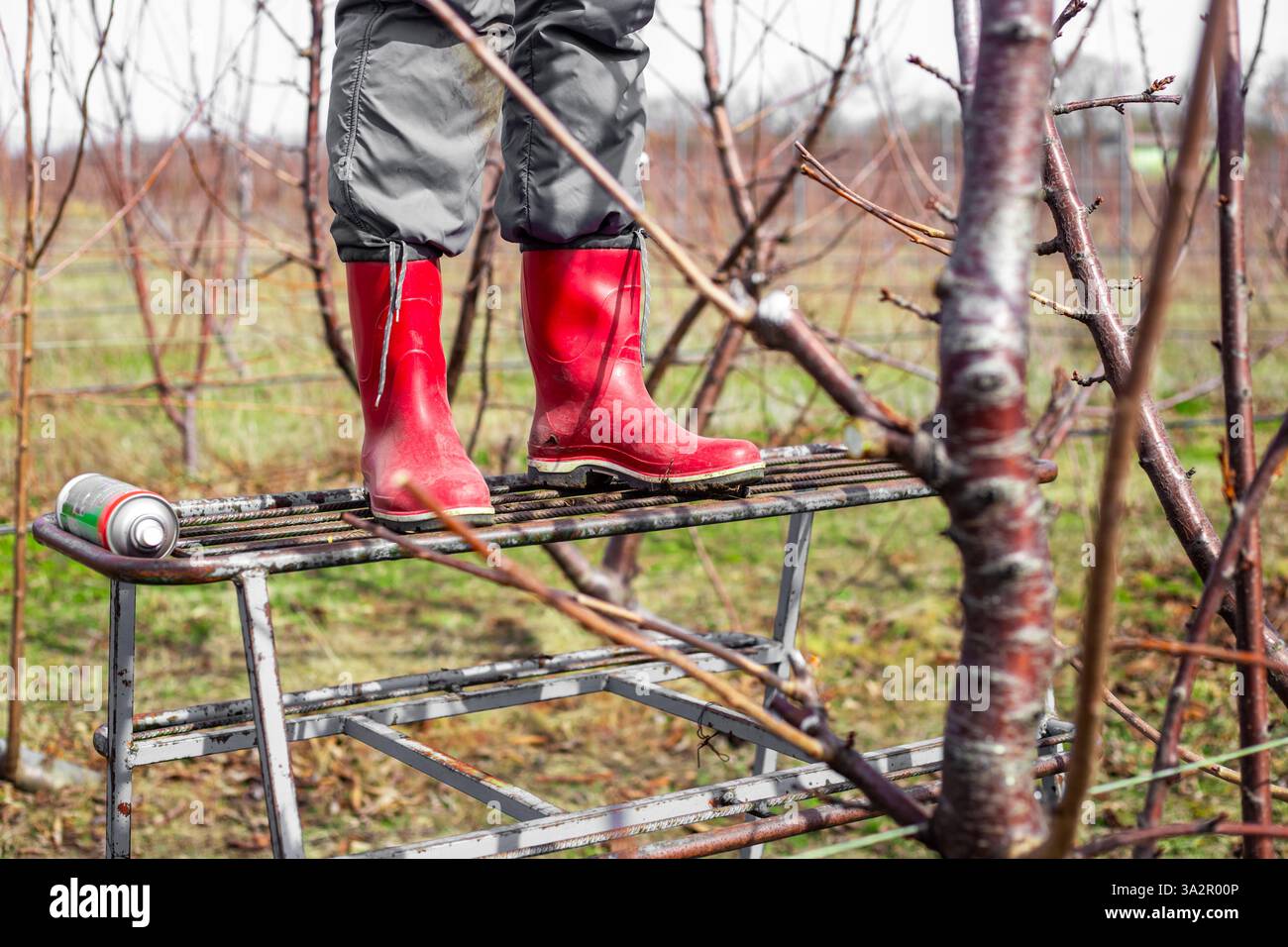 Un agriculteur coupe les branches d'un arbre fruitier avec des sécateurs tout en se tenant debout sur une échelle. Façonnage des arbres dans le jardin au printemps. Banque D'Images Un agriculteur coupe les branches d'un arbre fruitier avec des sécateurs tout en se tenant debout sur une échelle. Façonnage des arbres dans le jardin au printemps. Banque D'Images