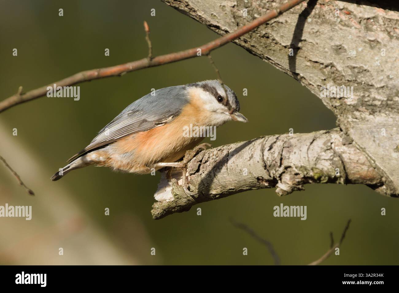Oiseau commun Sitta europaea aka écoutille eurasienne perchée sur la branche. Nature de la république tchèque. Banque D'Images