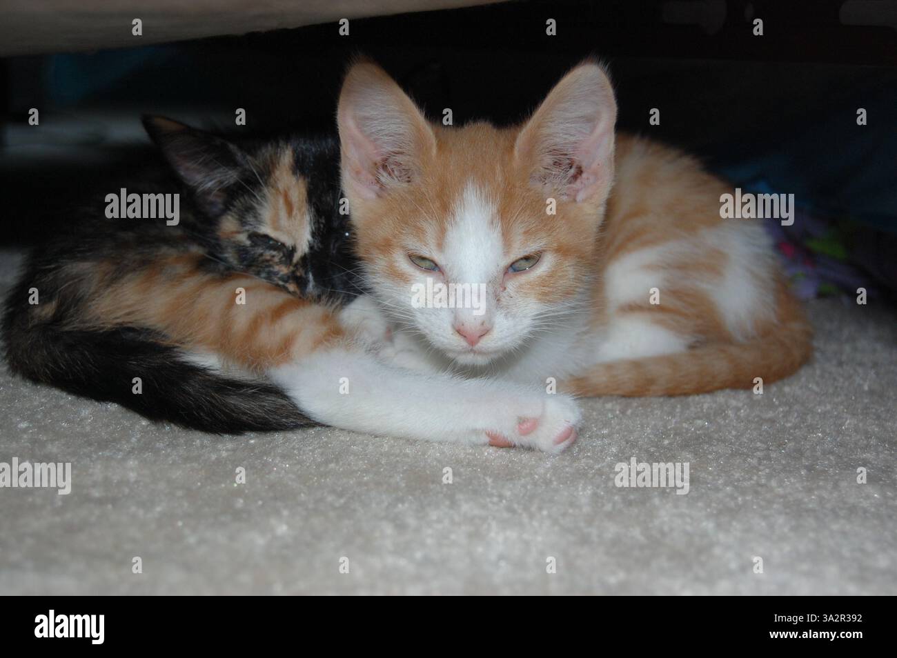 Naptime sous le lit pour les chatons frères et sœurs de 1 mois Banque D'Images