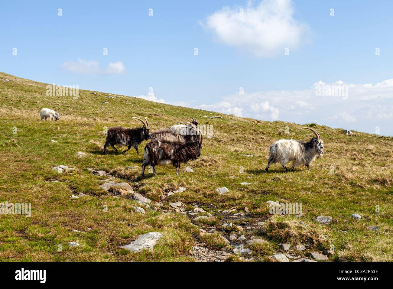 Chèvres de montagne errant librement à travers la chaîne de montagnes Glyderau. Eryri (parc national de Snowdonia Banque D'Images