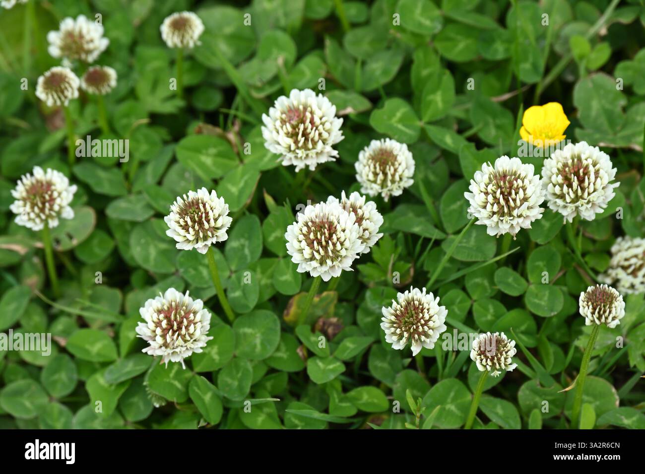 Fleurs blanches d'été de trèfle ou Trifolium repens UK juin Banque D'Images