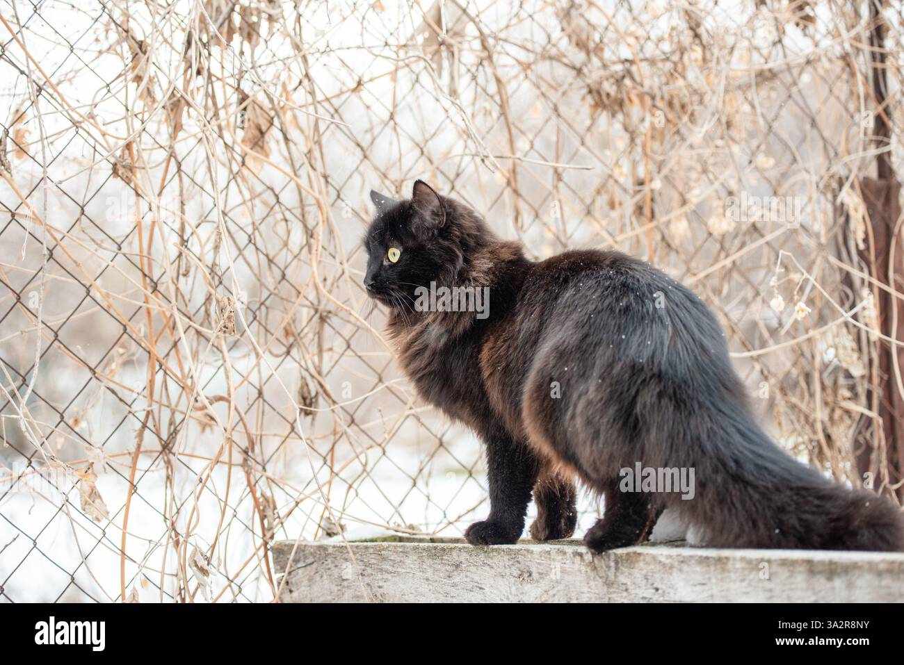 Chat debout sur la clôture. Animal de compagnie, chat noir en hiver Banque D'Images