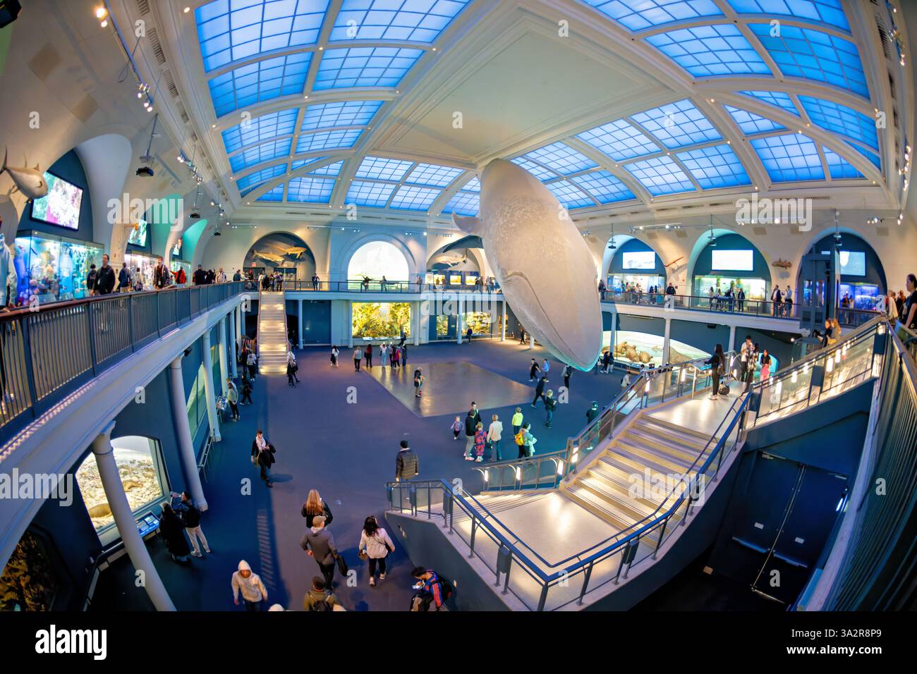 American Museum of Natural History Blue Whale New York City // NEW YORK City, États-Unis — le Milstein Hall of Ocean Life du Musée américain d'histoire naturelle présente un modèle de baleine bleue de 94 pieds suspendu au plafond. L'espace d'exposition de 29 000 pieds carrés présente les écosystèmes marins et la science océanographique à travers divers affichages et dioramas. Situé dans l'Upper West Side de Manhattan, l'American Museum of Natural History est un établissement d'enseignement consacré aux sciences naturelles depuis 1869. Banque D'Images