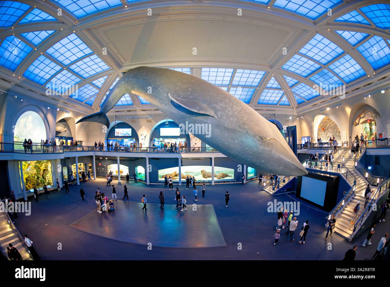 American Museum of Natural History modèle de baleine bleue New York // NEW YORK City, États-Unis — le Milstein Hall of Ocean Life du Musée américain d'histoire naturelle présente un modèle de baleine bleue de 94 pieds suspendu au plafond. L'espace d'exposition de 29 000 pieds carrés présente les écosystèmes marins et la science océanographique à travers divers affichages et dioramas. Situé dans l'Upper West Side de Manhattan, l'American Museum of Natural History est un établissement d'enseignement consacré aux sciences naturelles depuis 1869. Banque D'Images