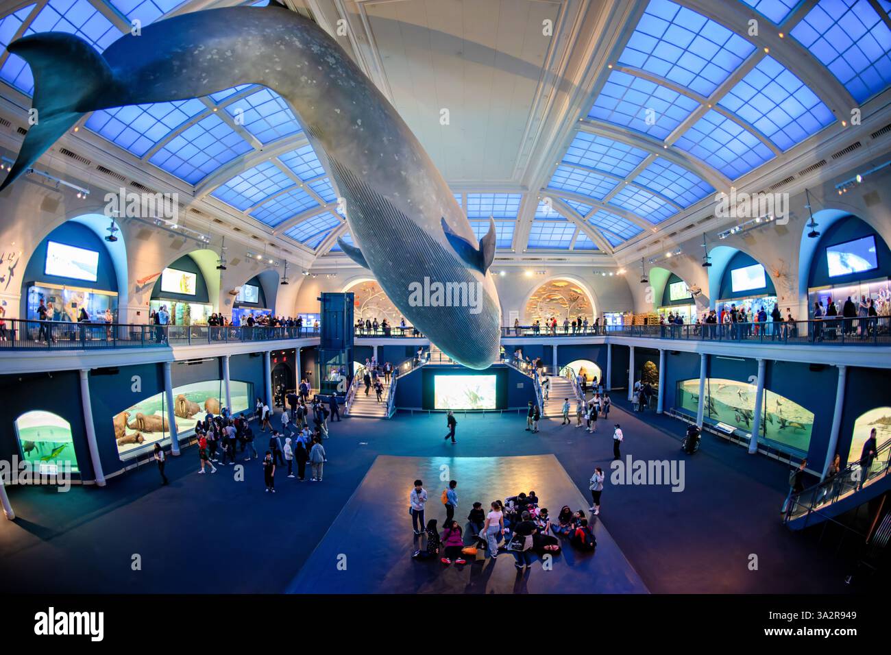 American Museum of Natural History modèle de baleine bleue New York // NEW YORK City, États-Unis — le Milstein Hall of Ocean Life du Musée américain d'histoire naturelle présente un modèle de baleine bleue de 94 pieds suspendu au plafond. L'espace d'exposition de 29 000 pieds carrés présente les écosystèmes marins et la science océanographique à travers divers affichages et dioramas. Situé dans l'Upper West Side de Manhattan, l'American Museum of Natural History est un établissement d'enseignement consacré aux sciences naturelles depuis 1869. Banque D'Images