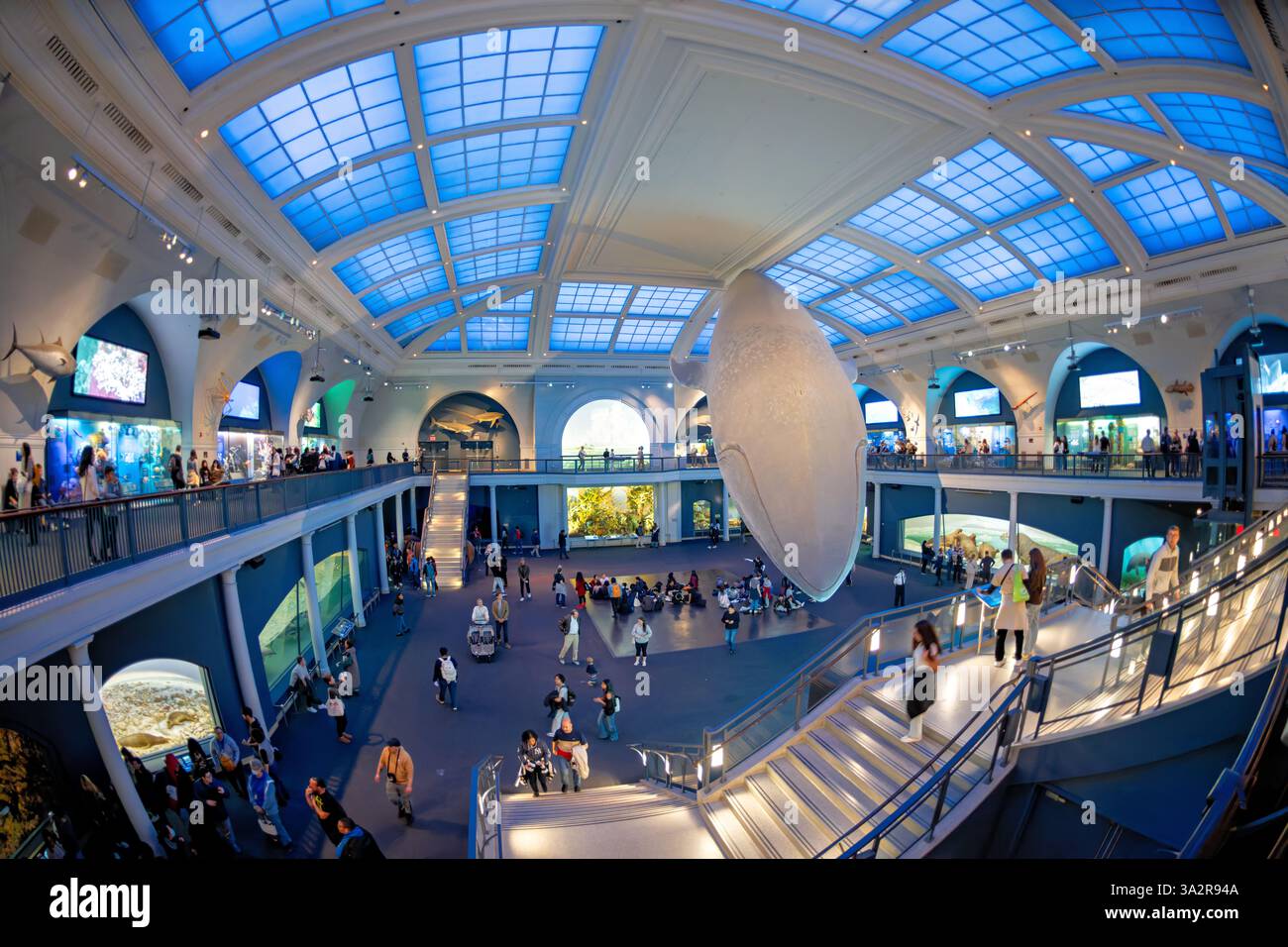 American Museum of Natural History Blue Whale New York City // NEW YORK City, États-Unis — le Milstein Hall of Ocean Life du Musée américain d'histoire naturelle présente un modèle de baleine bleue de 94 pieds suspendu au plafond. L'espace d'exposition de 29 000 pieds carrés présente les écosystèmes marins et la science océanographique à travers divers affichages et dioramas. Situé dans l'Upper West Side de Manhattan, l'American Museum of Natural History est un établissement d'enseignement consacré aux sciences naturelles depuis 1869. Banque D'Images