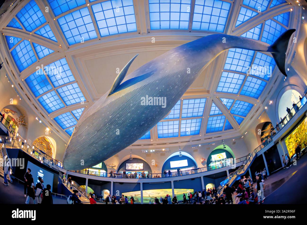 American Museum of Natural History modèle de baleine bleue New York // NEW YORK City, États-Unis — le Milstein Hall of Ocean Life du Musée américain d'histoire naturelle présente un modèle de baleine bleue de 94 pieds suspendu au plafond. L'espace d'exposition de 29 000 pieds carrés présente les écosystèmes marins et la science océanographique à travers divers affichages et dioramas. Situé dans l'Upper West Side de Manhattan, l'American Museum of Natural History est un établissement d'enseignement consacré aux sciences naturelles depuis 1869. Banque D'Images