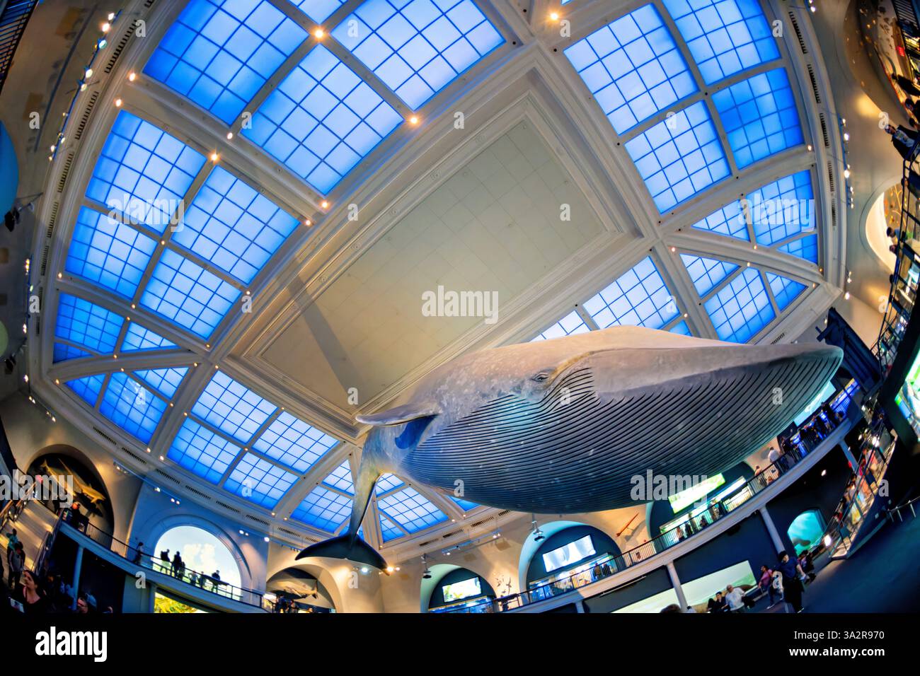 American Museum of Natural History Blue Whale New York City // NEW YORK City, États-Unis — le Milstein Hall of Ocean Life du Musée américain d'histoire naturelle présente un modèle de baleine bleue de 94 pieds suspendu au plafond. L'espace d'exposition de 29 000 pieds carrés présente les écosystèmes marins et la science océanographique à travers divers affichages et dioramas. Situé dans l'Upper West Side de Manhattan, l'American Museum of Natural History est un établissement d'enseignement consacré aux sciences naturelles depuis 1869. Banque D'Images