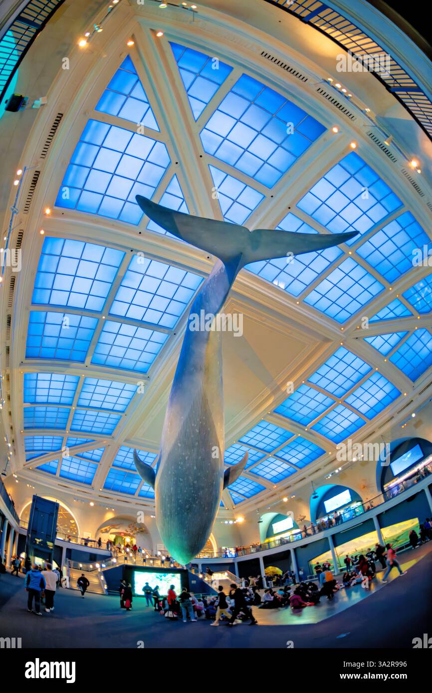 American Museum of Natural History Blue Whale New York City // NEW YORK City, États-Unis — le Milstein Hall of Ocean Life du Musée américain d'histoire naturelle présente un modèle de baleine bleue de 94 pieds suspendu au plafond. L'espace d'exposition de 29 000 pieds carrés présente les écosystèmes marins et la science océanographique à travers divers affichages et dioramas. Situé dans l'Upper West Side de Manhattan, l'American Museum of Natural History est un établissement d'enseignement consacré aux sciences naturelles depuis 1869. Banque D'Images