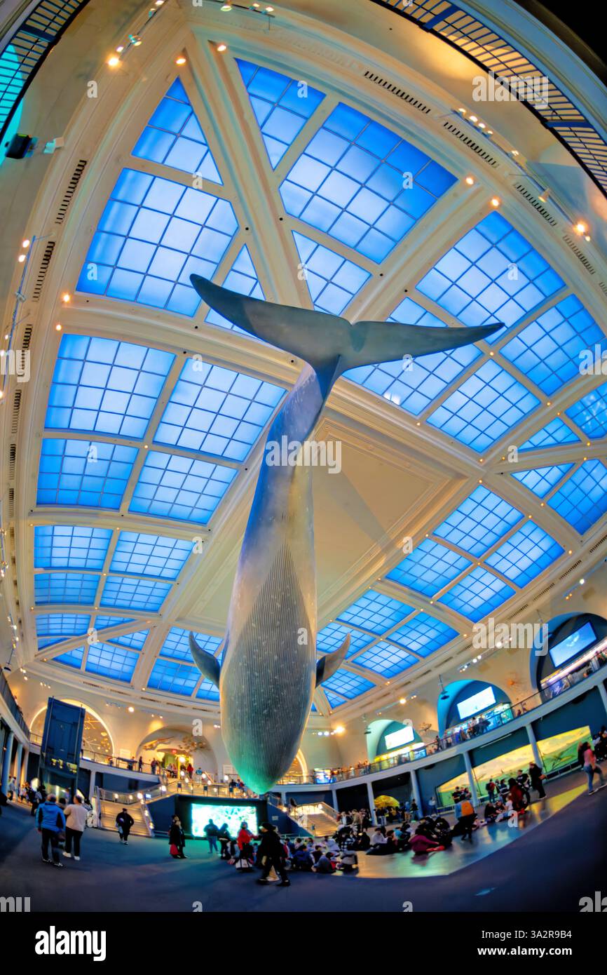 American Museum of Natural History Blue Whale New York City // NEW YORK City, États-Unis — le Milstein Hall of Ocean Life du Musée américain d'histoire naturelle présente un modèle de baleine bleue de 94 pieds suspendu au plafond. L'espace d'exposition de 29 000 pieds carrés présente les écosystèmes marins et la science océanographique à travers divers affichages et dioramas. Situé dans l'Upper West Side de Manhattan, l'American Museum of Natural History est un établissement d'enseignement consacré aux sciences naturelles depuis 1869. Banque D'Images