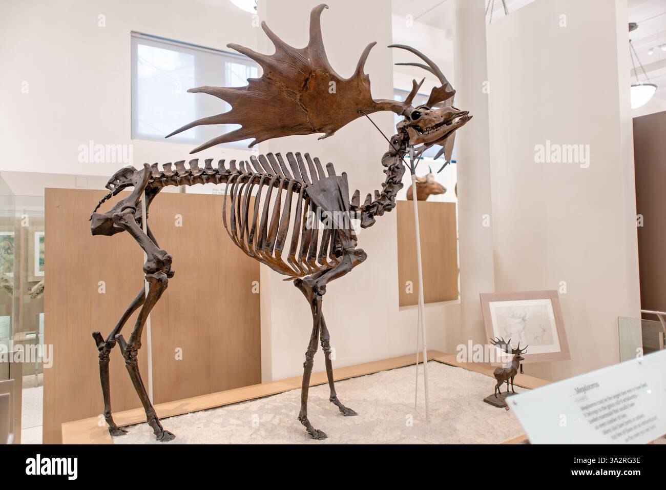 American Museum of Natural History Skeleton Irish Elk New York City // NEW YORK City, États-Unis — le Musée américain d'histoire naturelle expose cet impressionnant squelette Megaloceros giganteus (Elk irlandais) dans la transition entre l'aile David H. Koch Dinosaur et l'aile Lila Acheson Wallace des mammifères et de leurs parents disparus. Recueilli dans une tourbière près de Limerick, en Irlande, et offert au musée par Albert S. Bickmore en 1872, ce spécimen représente l'une des dernières populations de cette espèce à vivre il y a environ 11 000 ans à la fin du Pléistocène. Malgré moi Banque D'Images