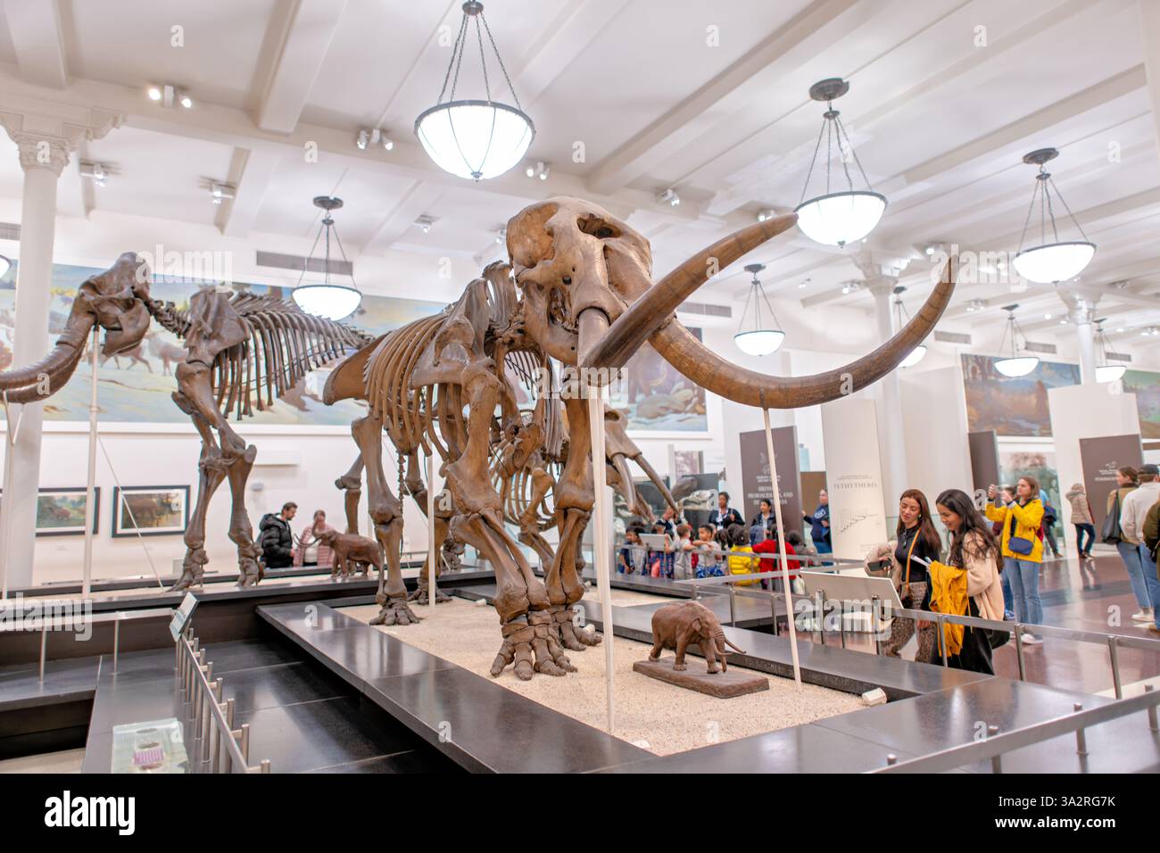 Squelettes de mammouth et de mastodon American Museum New York City | NEW YORK CITY, États-Unis — les squelettes de mammouth et de mastodon dominent les visiteurs dans l'aile Lila Acheson Wallace des mammifères et de leurs parents disparus au Musée américain d'histoire naturelle. Mammuthus jeffersoni et Mammut americanum vivaient tous deux il y a environ 11 000 ans au Pléistocène tardif, chevauchant avec les premiers humains en Amérique du Nord, tandis que le plus petit gompholà à proximité les précède de millions d'années. Banque D'Images