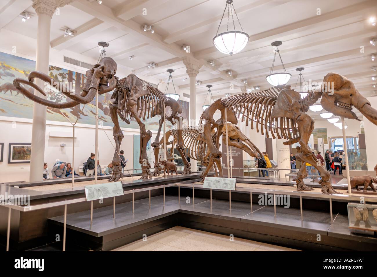 Squelette de Mammuthus Jeffersoni American Museum Natural History New York City // NEW YORK CITY, États-Unis — le Musée américain d'histoire naturelle expose cet impressionnant squelette de Mammuthus jeffersoni (mammouth de Jefferson) dans l'aile Lila Acheson Wallace des mammifères et de leurs parents disparus. Ce mammouth « non laineux » vivait dans les parties méridionales des États-Unis il y a environ 11 000 ans pendant l'époque du Pléistocène dans des régions non couvertes de glaciers. L'exposition met en évidence les caractéristiques anatomiques proboscidiennes, y compris la grande ouverture unique haute sur le crâne où le tronc s'est attaché, Banque D'Images