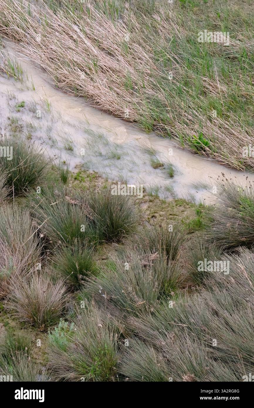 Configuration des graminées riveraines après une inondation de la rivière Salso en Sicile, Italie Banque D'Images