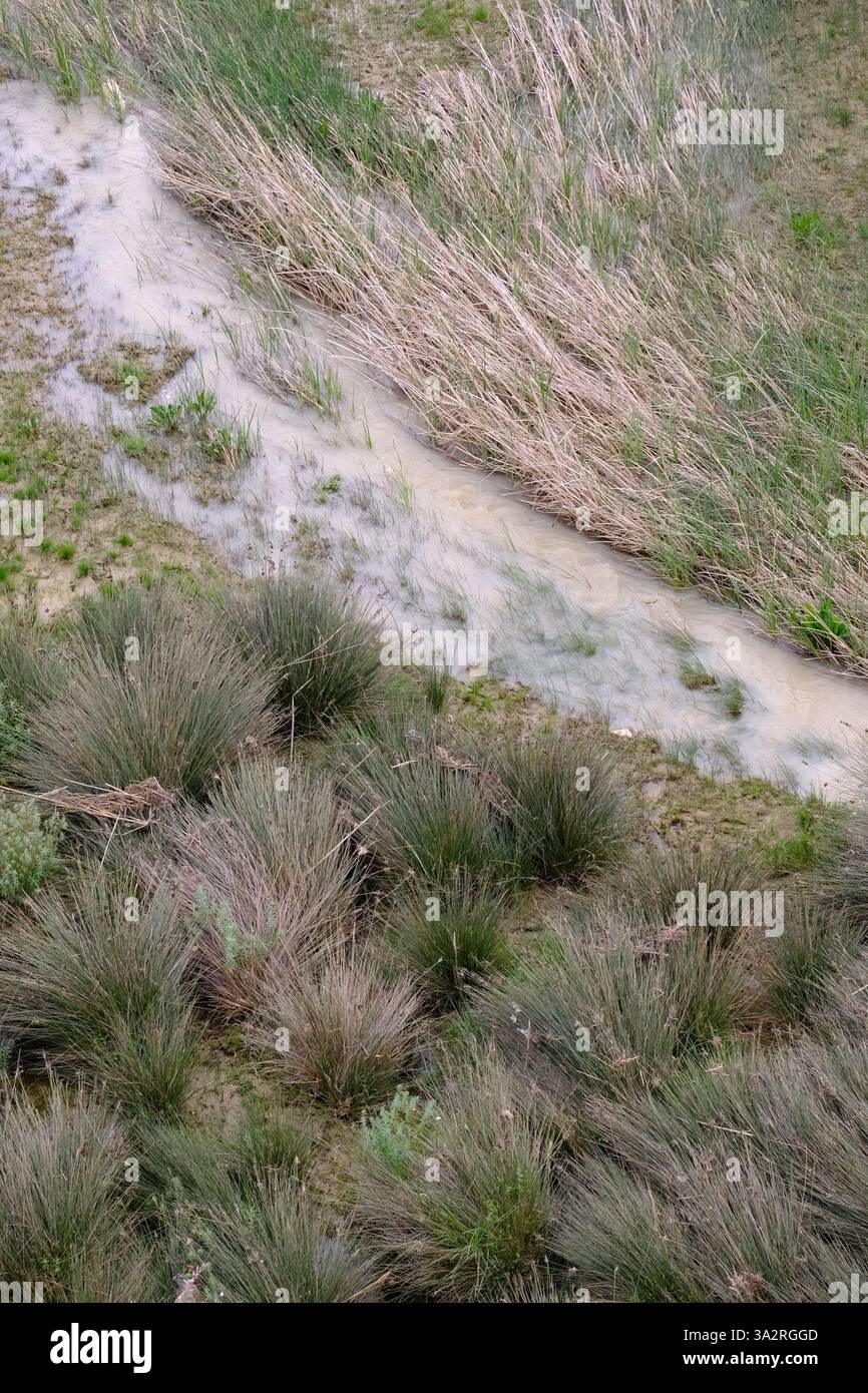 Configuration des graminées riveraines après une inondation de la rivière Salso en Sicile, Italie Banque D'Images