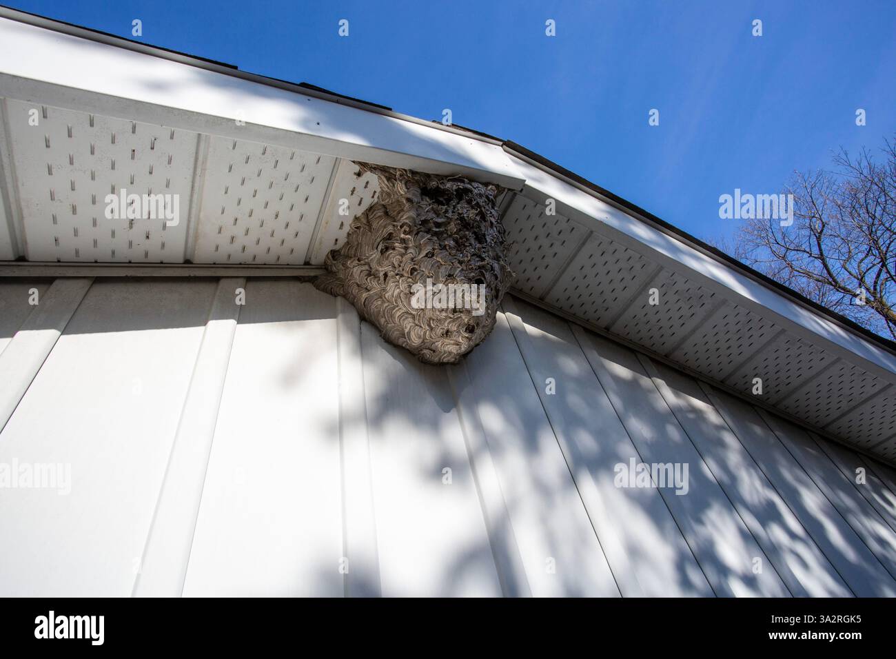 Nid de Hornets à face baldaquée attaché au soffite de la maison, Meaford, Ontario, Canada Banque D'Images