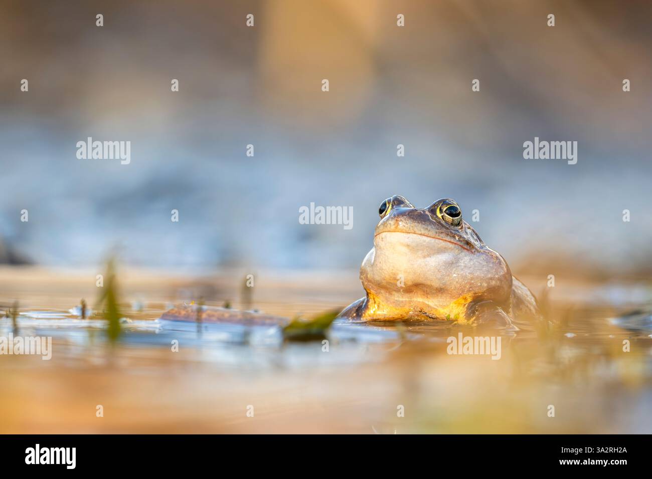 Accouplement printanier de grenouilles. La grenouille de mer, Rana arvalis. Banque D'Images