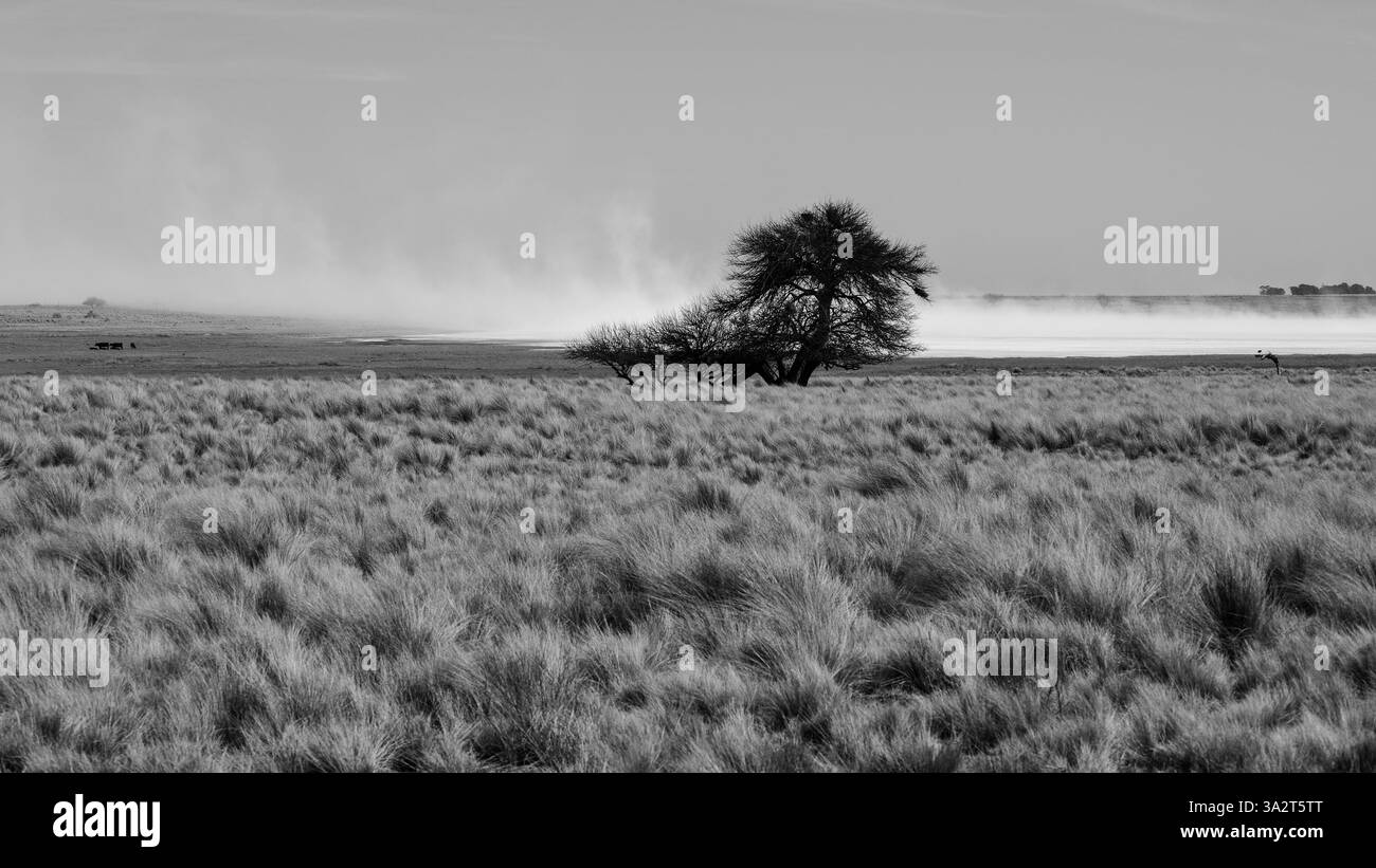 Vent fort soufflant dans un plat salin dans la province de la Pampa, Patagonie, Argentine. Banque D'Images