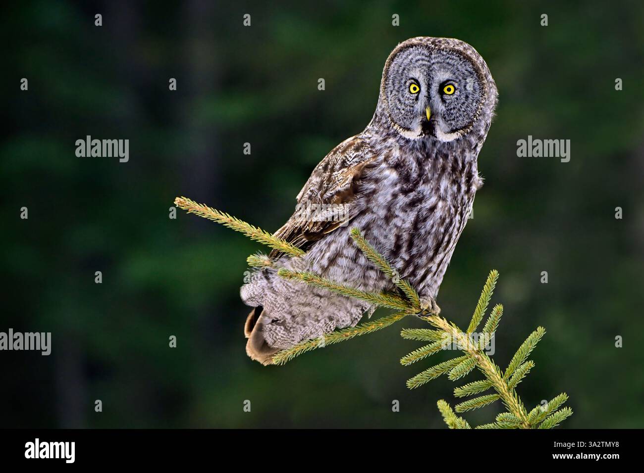 Un grand hibou gris 'Strix nebulosa', à la recherche de proies de son perchoir sur un petit sommet d'épinette dans la région rurale de l'Alberta Canada Banque D'Images