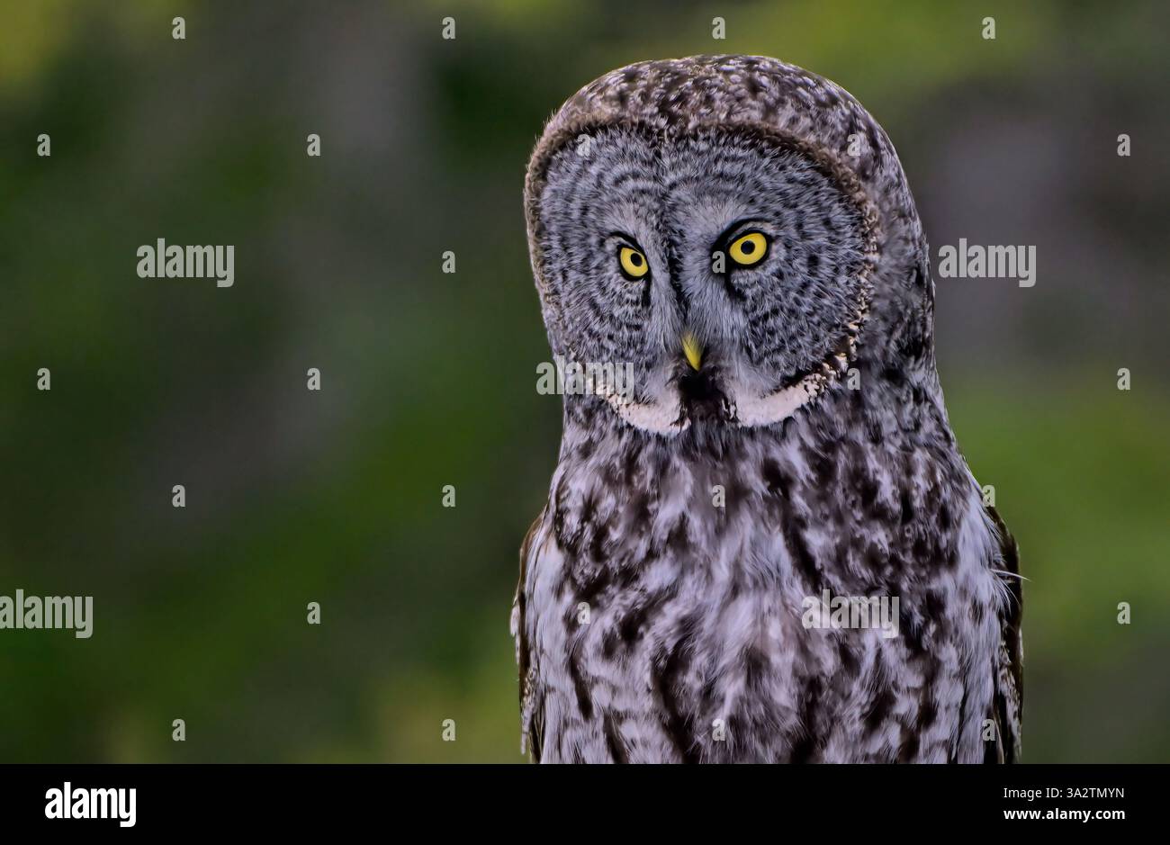 Portrait rapproché d'une chouette grise, 'Strix nebulosa', avec des yeux jaunes percés. Banque D'Images