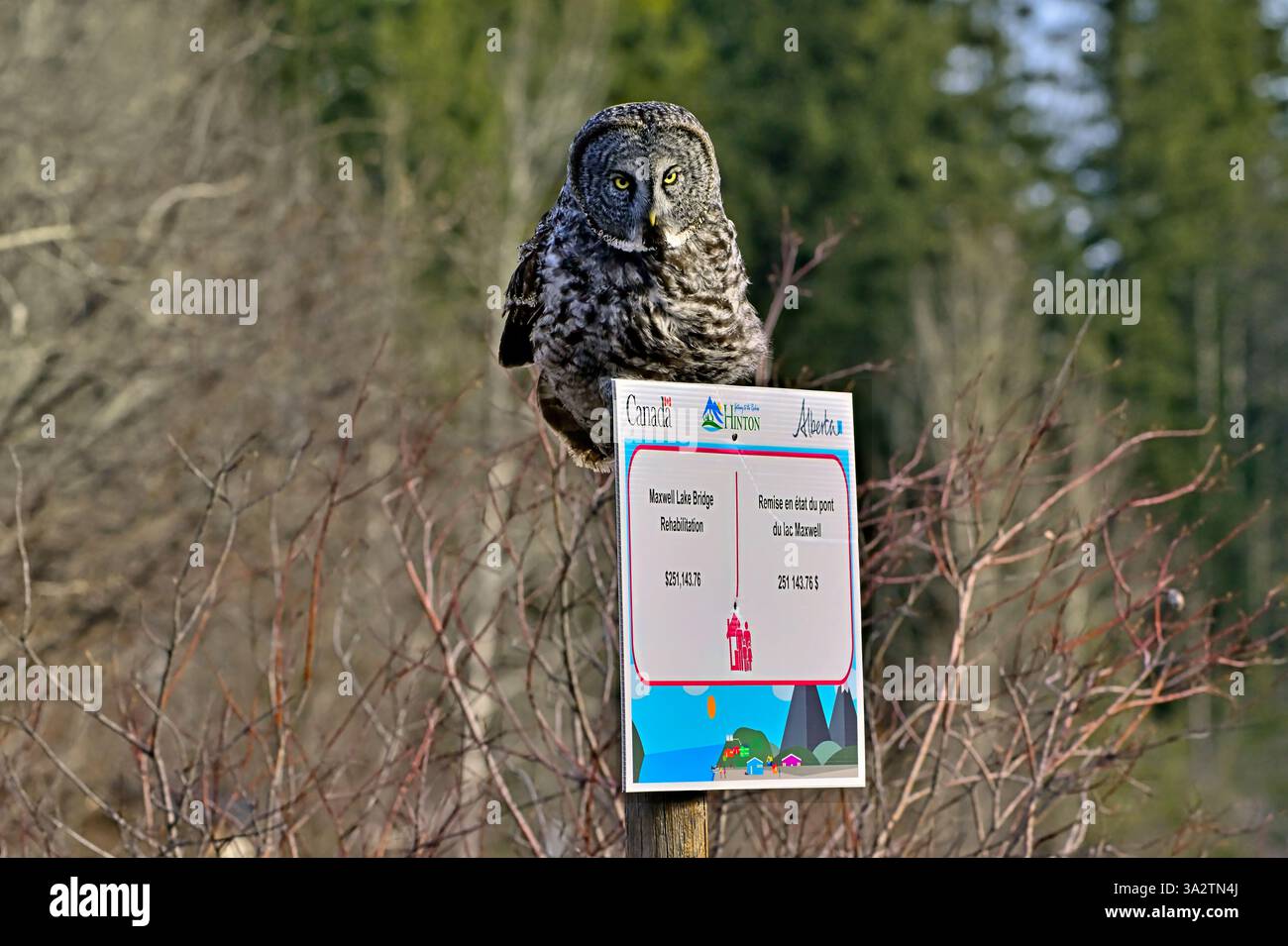Une chouette grise sauvage, 'Strix nebulosa', perchée sur le panneau de la promenade Beaver à Hinton, Alberta, Canada. Banque D'Images