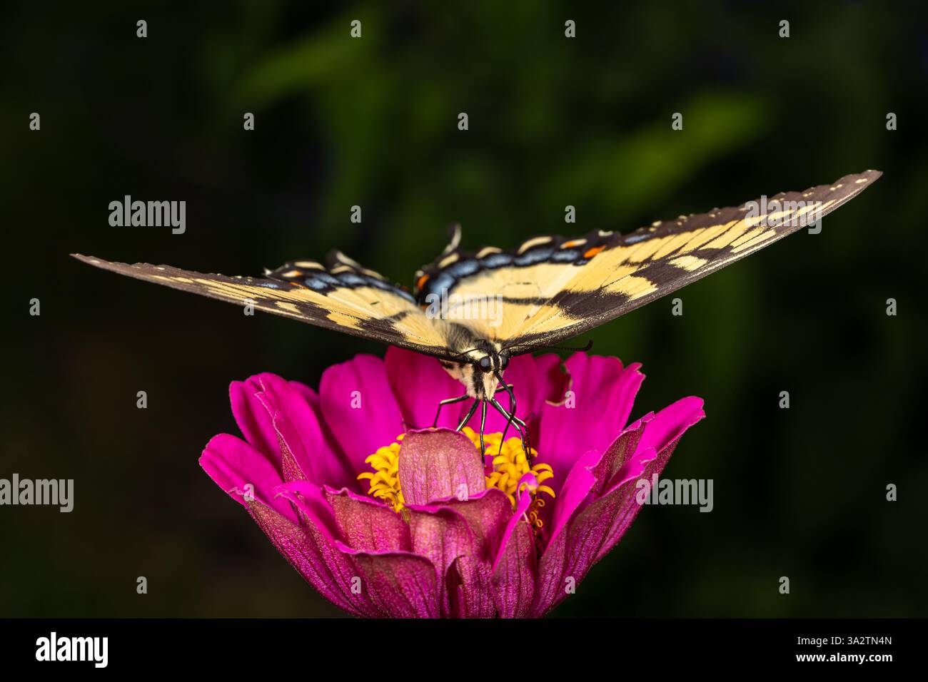 Papillon Eastern Tiger Swallowtail sur zinnia fleurs sauvages avec ailes plates. Conservation des insectes et de la nature, préservation de l'habitat et fleur de jardin GA Banque D'Images