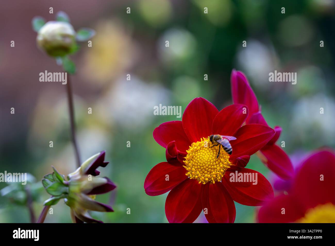 Abeille sur un beau dahlia rouge avec un centre jaune en été, gros plan Banque D'Images