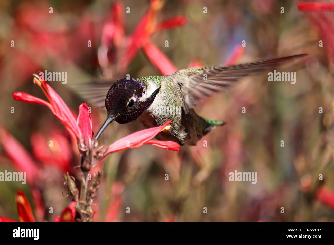 Colibri de Costa mâle ou costae de Calypte se nourrissant d'une fleur de Chuparosa dans le parc oasis des vétérans en Arizona. Banque D'Images