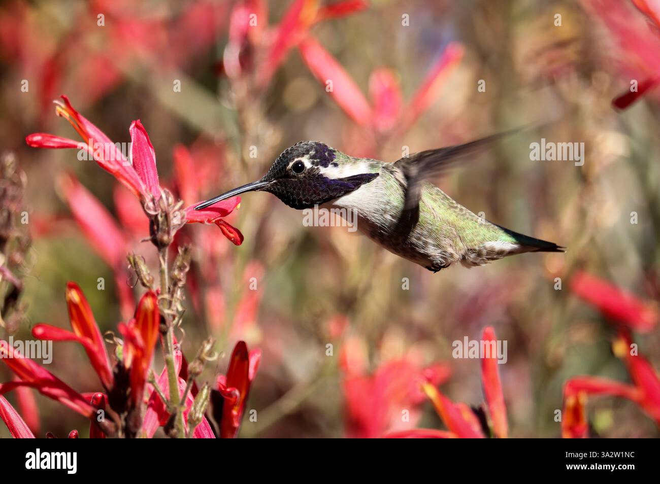 Colibri de Costa mâle ou costae de Calypte se nourrissant d'une fleur de Chuparosa dans le parc oasis des vétérans en Arizona. Banque D'Images