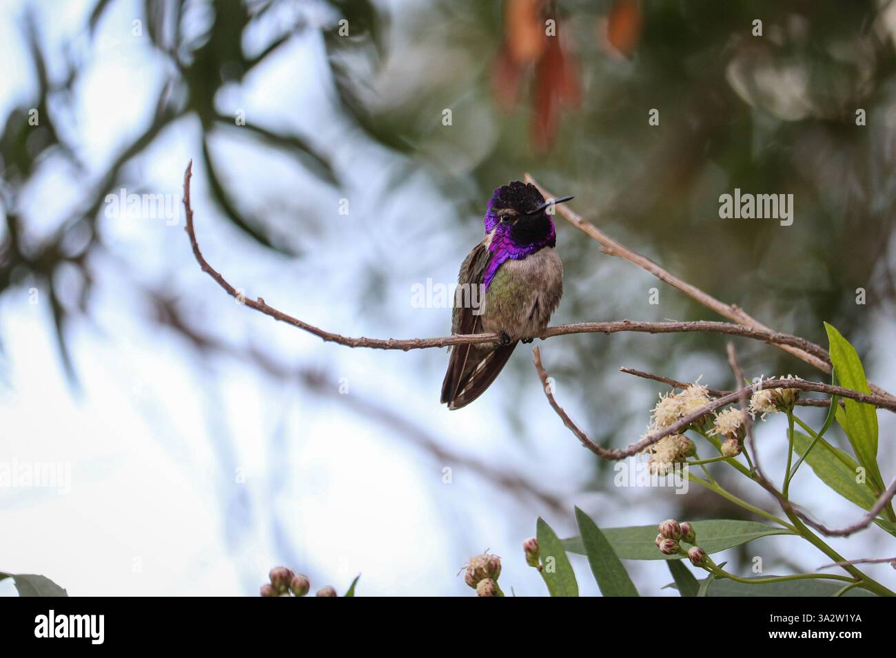 Colibri de Costa mâle ou Calypte costae perché sur une plante de graisse de Mule dans le parc oasis des vétérans en Arizona. Banque D'Images