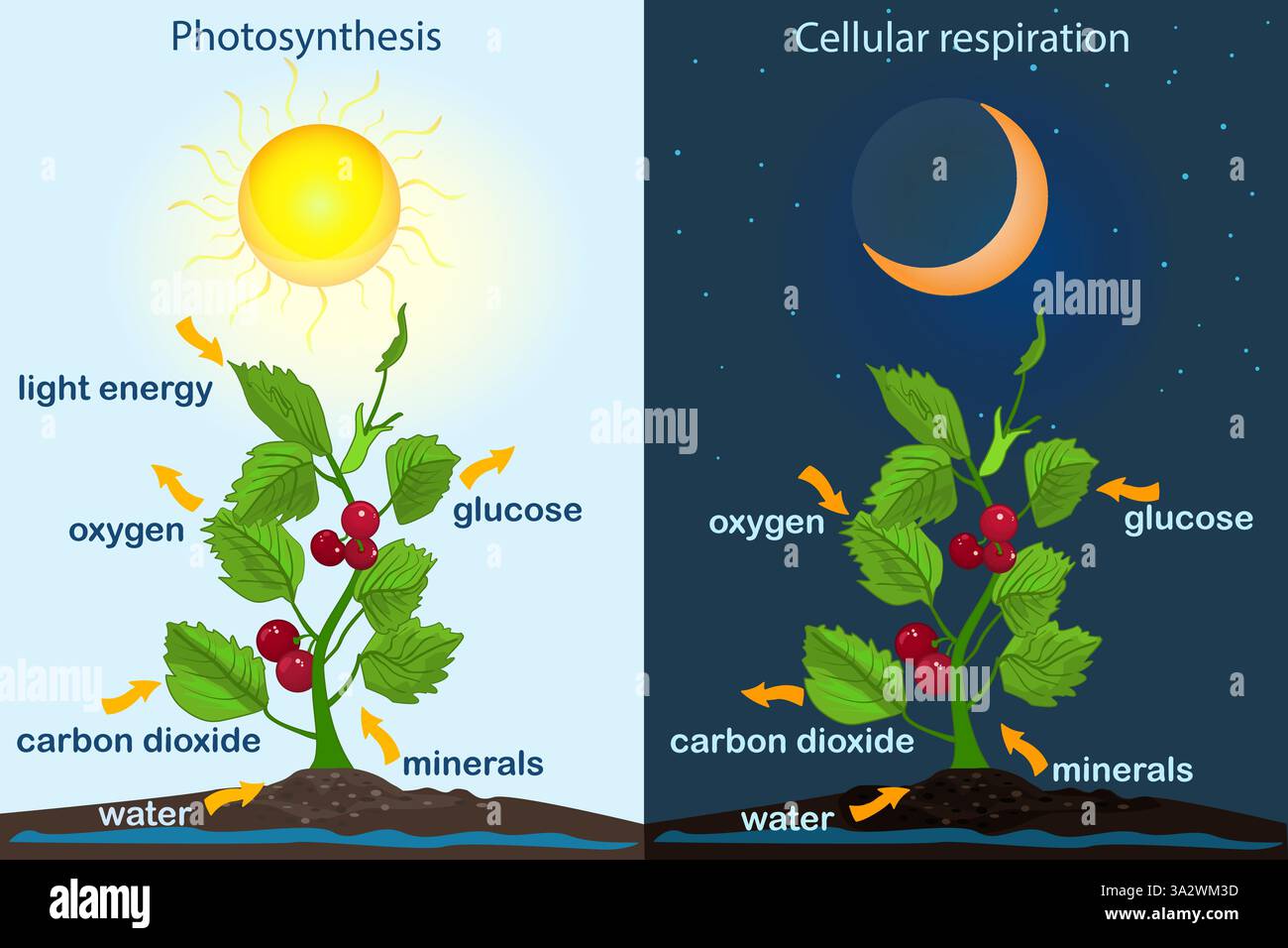 Diagramme de photosynthèse. Procédé de production d'oxygène par une plante. Processus de photosynthèse labellisé.Science Education affiche botanique.affiche du processus de photosynthèse Illustration de Vecteur