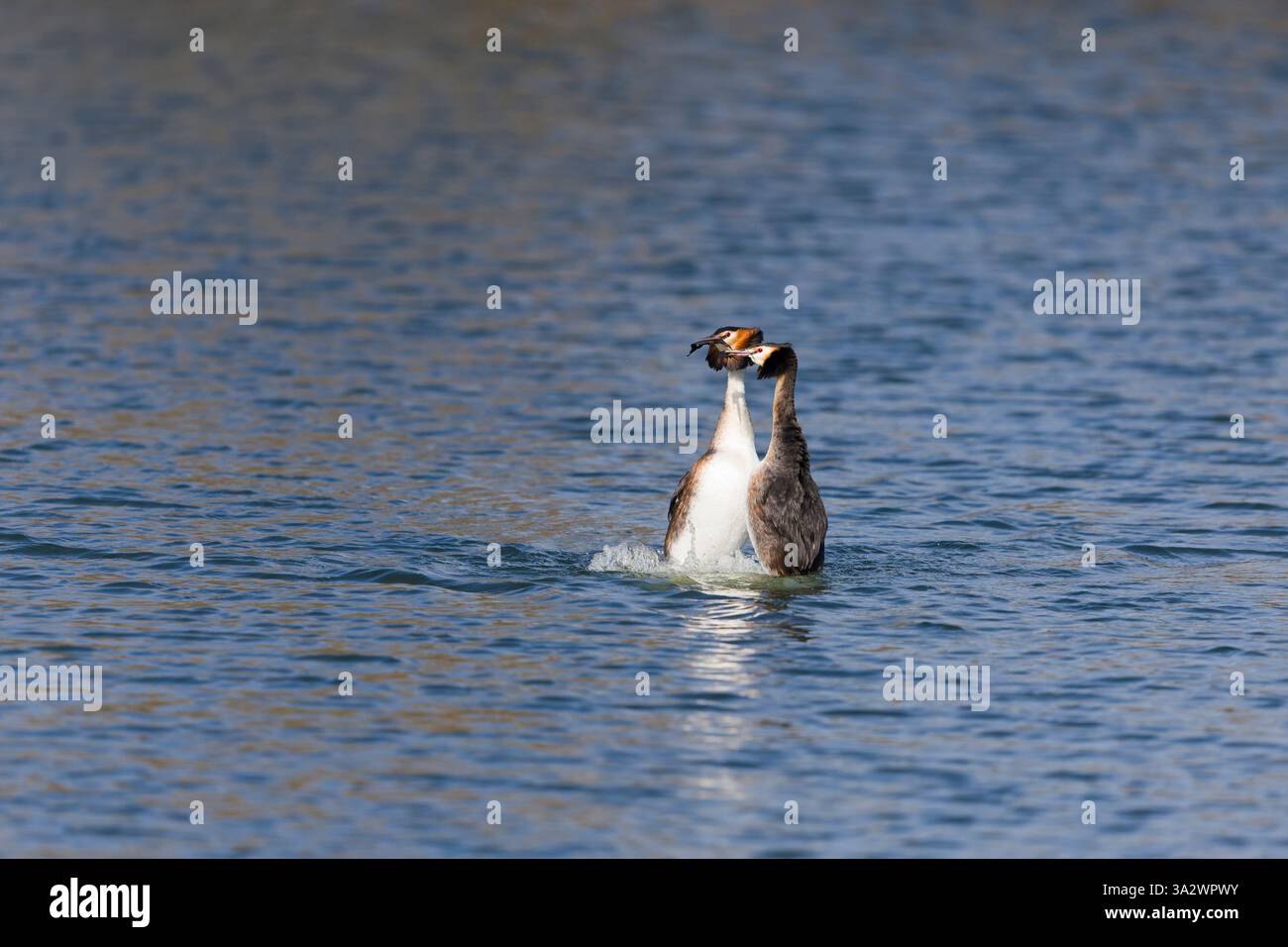 Grand grebe à crête Podiceps cristatus, 2 adultes de plumage reproducteurs effectuant la danse des mauvaises herbes dans le cadre de la cour, Suffolk, Angleterre, mars Banque D'Images