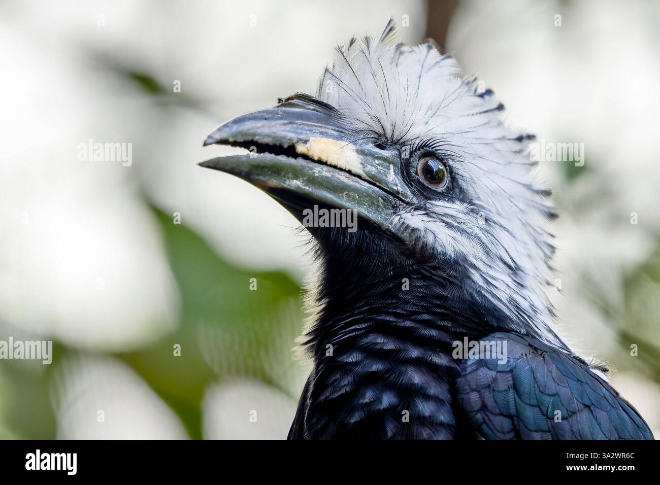 Bec de corne à couronne blanche - Berenicornis comatus, unique beau bec de corne endémique des forêts tropicales de l'Asie du Sud-est, rivière Kinabatangan, Bornéo. Banque D'Images