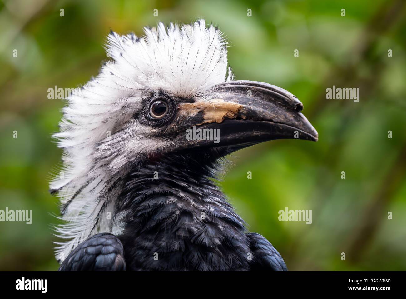 Bec de corne à couronne blanche - Berenicornis comatus, unique beau bec de corne endémique des forêts tropicales de l'Asie du Sud-est, rivière Kinabatangan, Bornéo. Banque D'Images