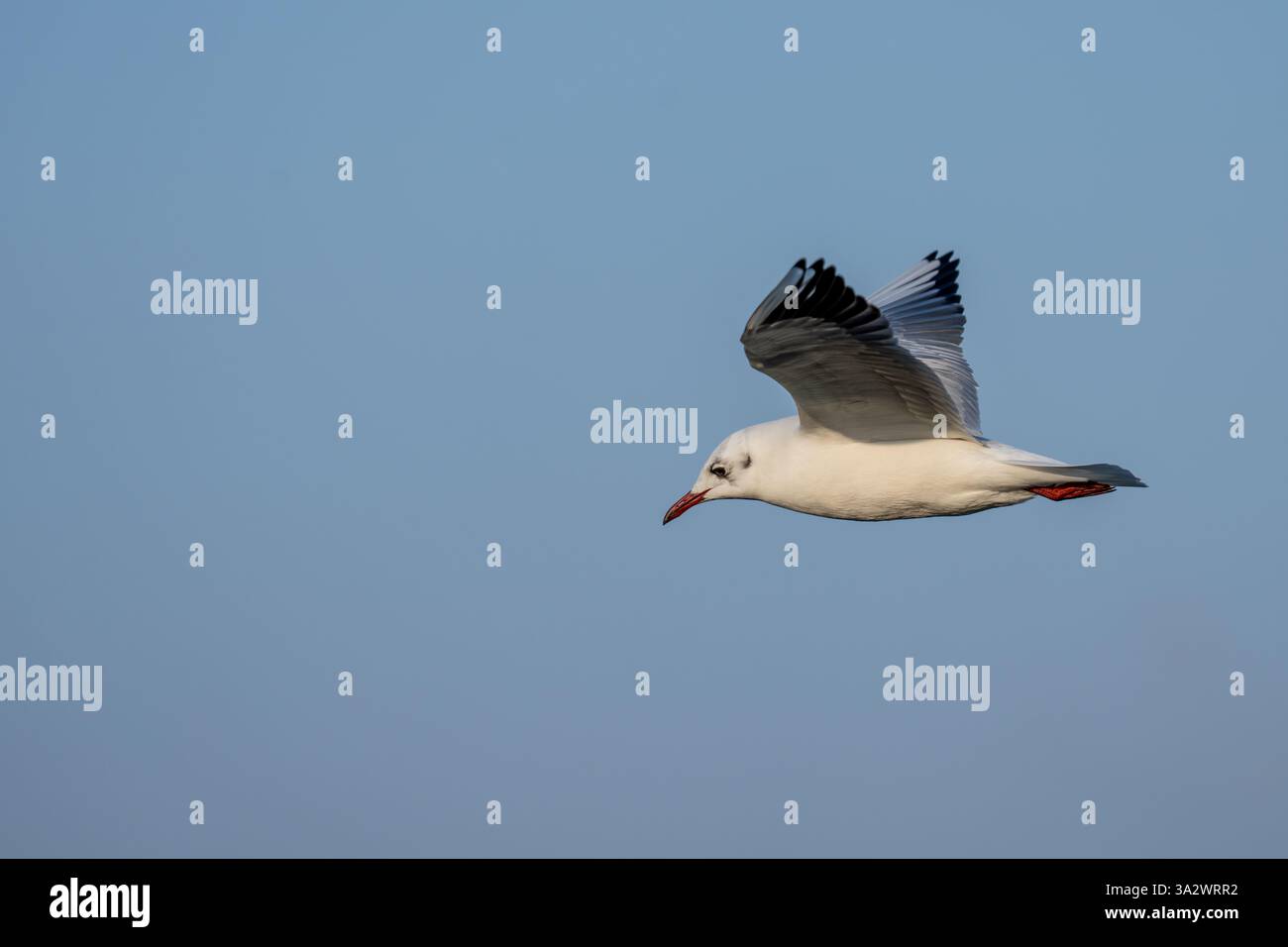 Goéland à tête noire (Chroicocephalus ridibundus) en vol avec un fond de ciel bleu le Goéland adulte à tête noire a une tête brune en été et un whi Banque D'Images