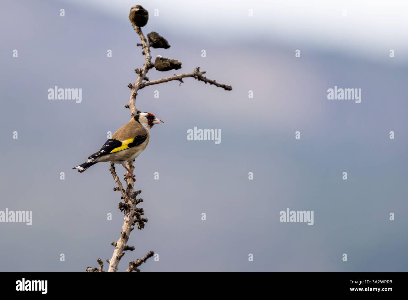 Goldfinch européen (Carduelis carduelis حسون أوراسي) perché sur une branche, photographié en israël en janvier Banque D'Images