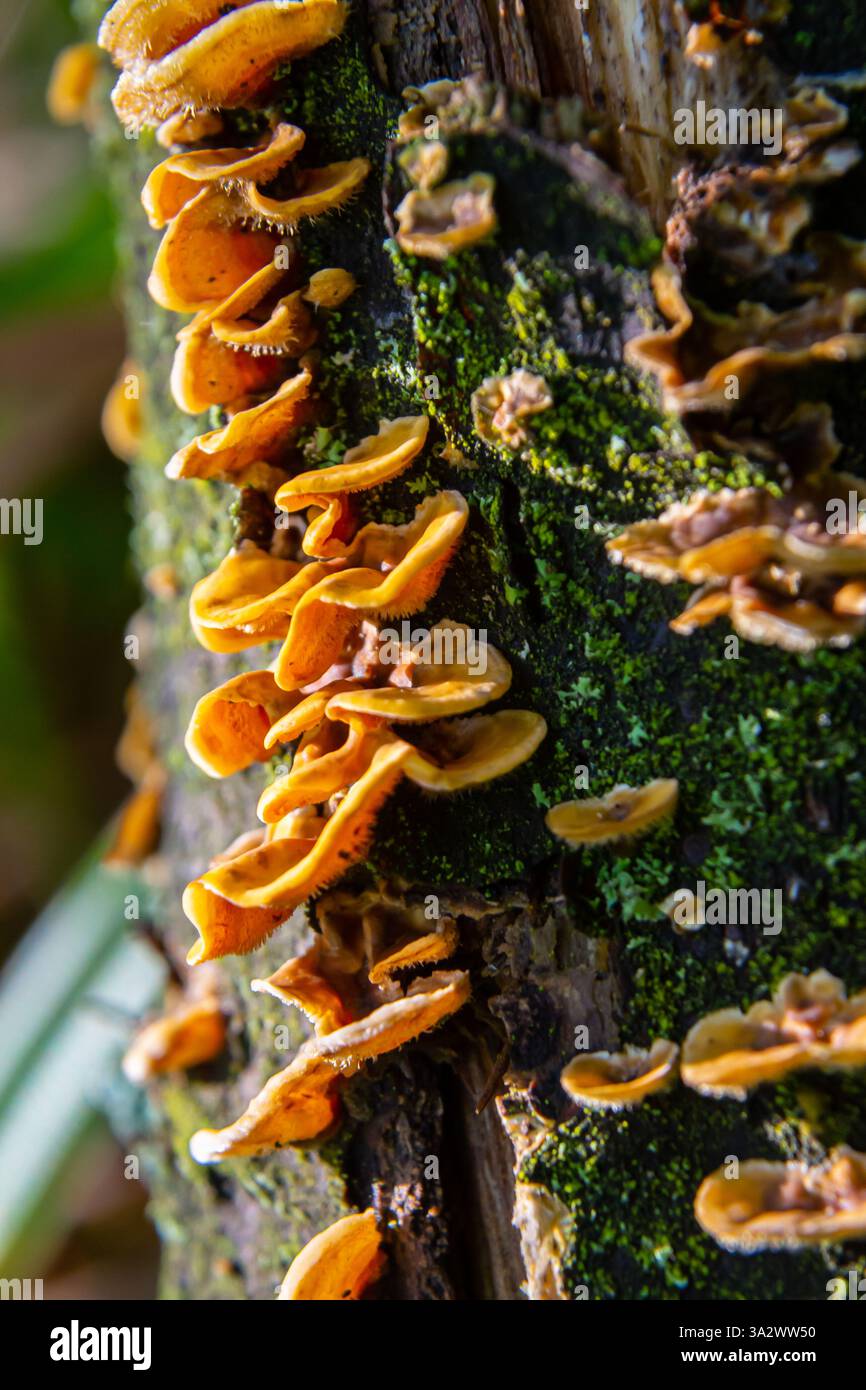 Des champignons jaune-orange vibrants prospèrent sur une bûche en pourriture, illustrant le rôle crucial de la décomposition dans les écosystèmes forestiers et mettant en évidence la plongée naturelle Banque D'Images