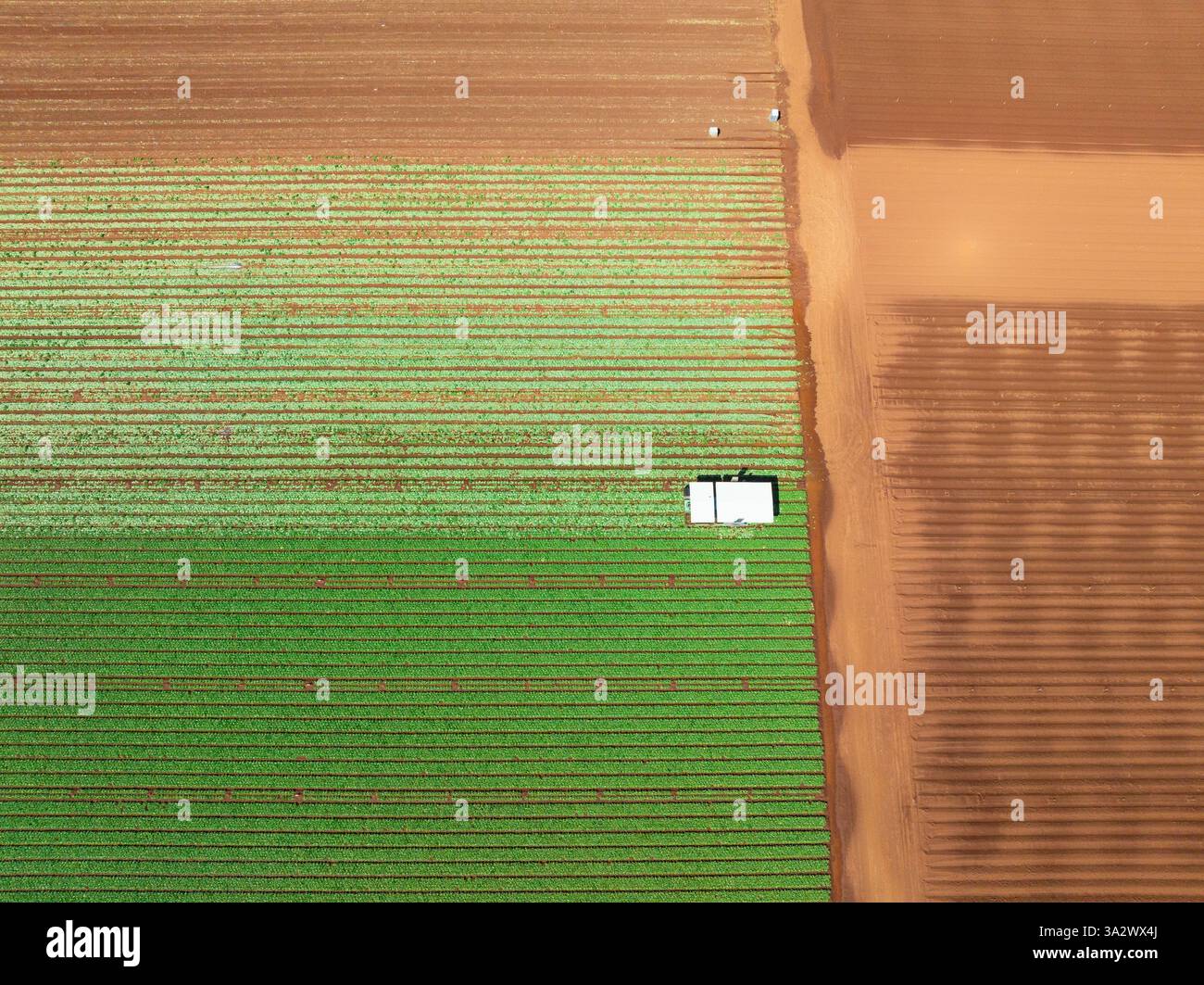 Vue aérienne de motifs et de rangées de produits plantés dans un jardin maraîché à Werribee South à Victoria, Australie. Banque D'Images