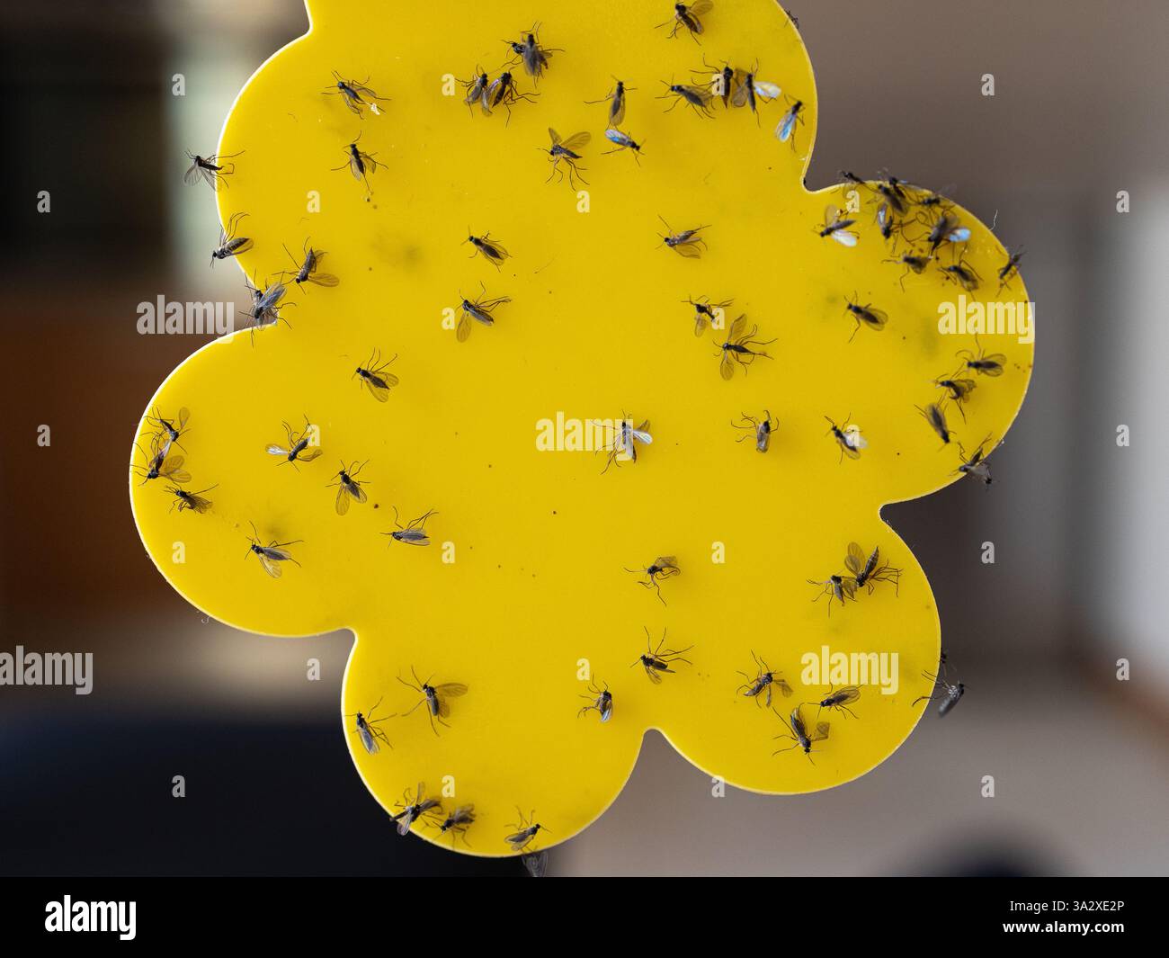 Gros plan d'un piège jaune collant recouvert d'insectes. Banque D'Images