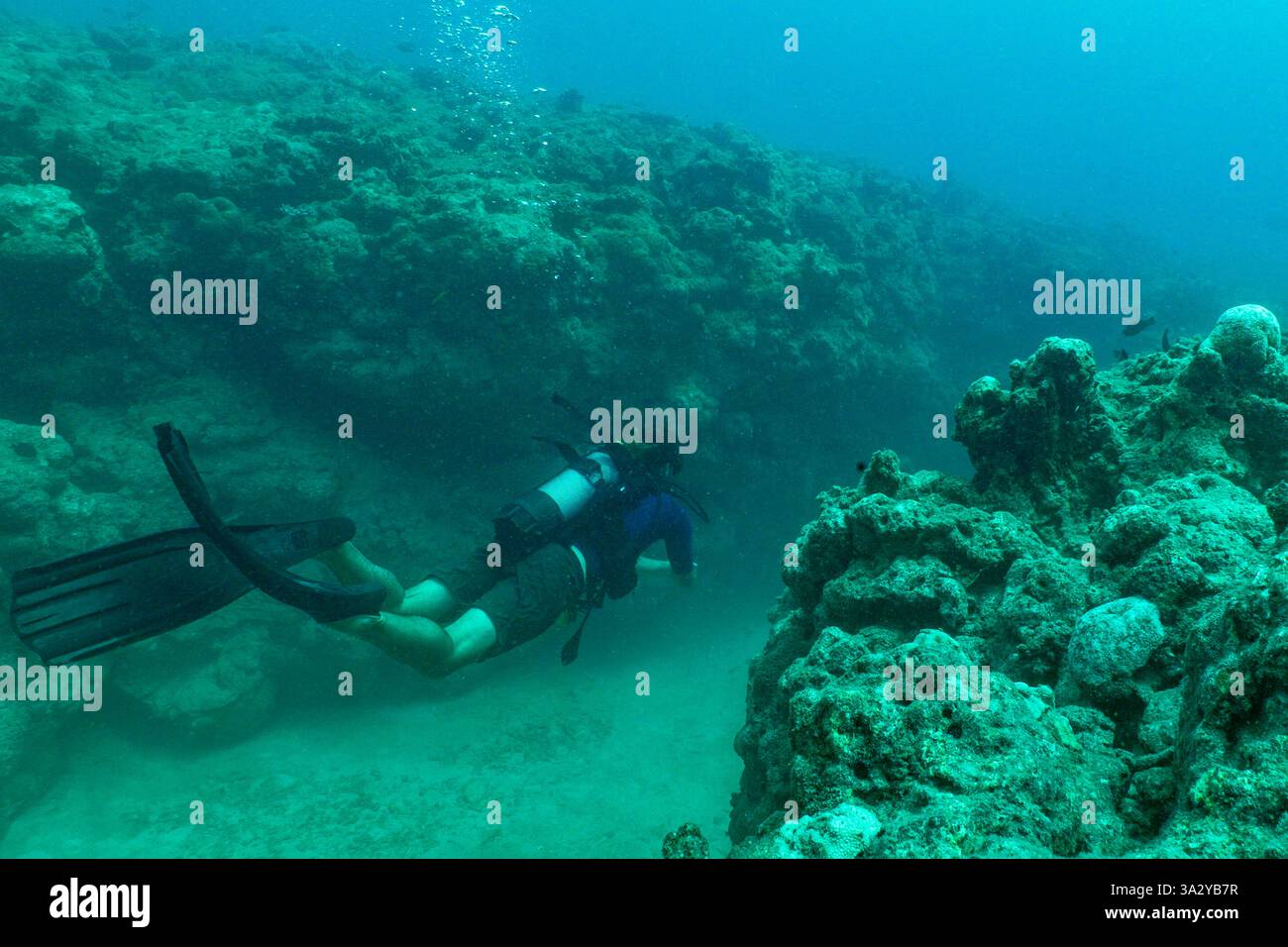 Photographie saisissante de coraux morts dans la lagune de Mayotte, mettant en évidence les effets du blanchiment des coraux et de la dégradation des récifs. Banque D'Images