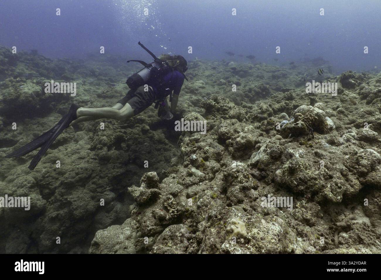 Photographie saisissante de coraux morts dans la lagune de Mayotte, mettant en évidence les effets du blanchiment des coraux et de la dégradation des récifs. Banque D'Images