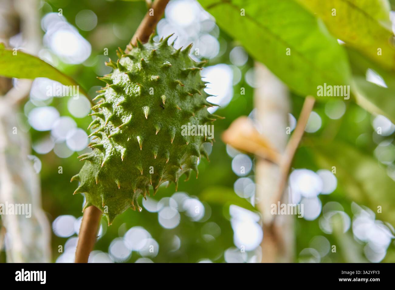 Vue rapprochée de la pomme Prickly Custard poussant sur la branche Banque D'Images